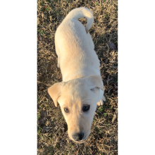 Labrador Retriever Puppy Lila