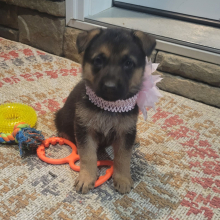 German Shepherd Dog Puppy Kenzie