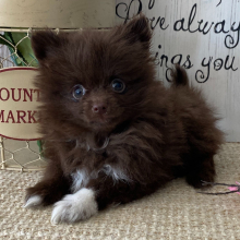 Pomeranian Puppy Jasmine