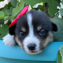 Pembroke Welsh Corgi Puppy Arthur