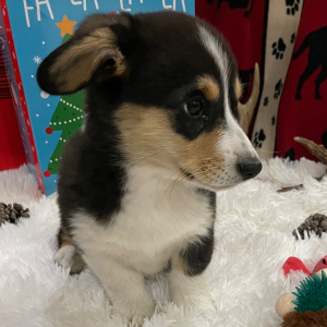Pembroke Welsh Corgi Puppy D.W