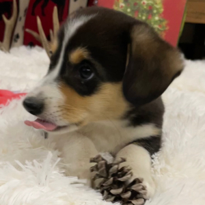 Pembroke Welsh Corgi Puppy D.W
