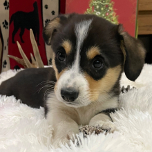 Pembroke Welsh Corgi Puppy D.W