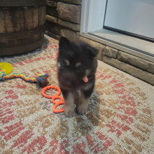 German Shepherd Dog Puppy Remy