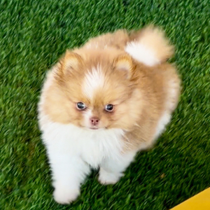 Pomeranian Puppy Lucy