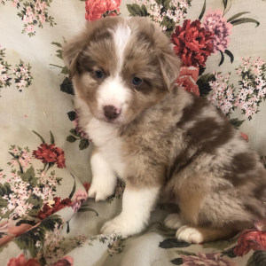 Australian Shepherd Puppy Wayles