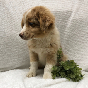 Australian Shepherd Puppy Wayles