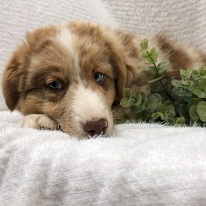 Australian Shepherd Puppy Wayles