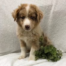 Australian Shepherd Puppy Wayles