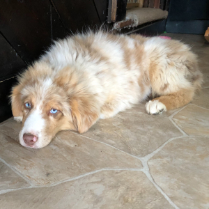 Australian Shepherd Puppy Wayles