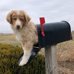 Australian Shepherd Puppy Wayles