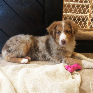 Australian Shepherd Puppy Wayles