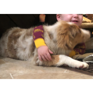 Australian Shepherd Puppy Wayles