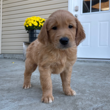 Golden Retriever Puppy Mark