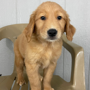 Golden Retriever Puppy Mark