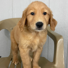 Golden Retriever Puppy Mark