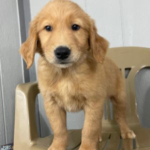 Golden Retriever Puppy Mark