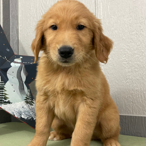 Golden Retriever Puppy Mark