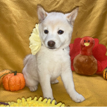 Shiba Inu Puppy Seijun