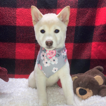 Shiba Inu Puppy Seijun