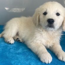 Golden Retriever Puppy Noah