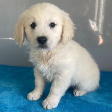 Golden Retriever Puppy Noah