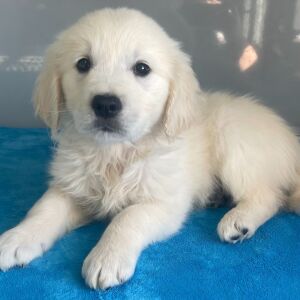 Golden Retriever Puppy Noah