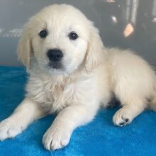 Golden Retriever Puppy Noah