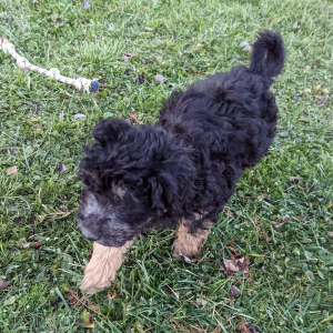 Labradoodle Puppy Otto