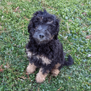 Labradoodle Puppy Otto