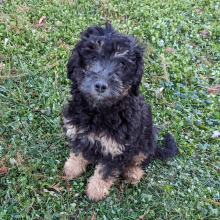 Labradoodle Puppy Otto