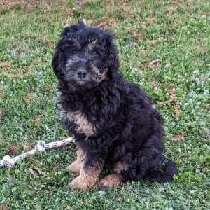 Labradoodle Puppy Otto