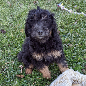 Labradoodle Puppy Otto