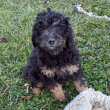 Labradoodle Puppy Otto