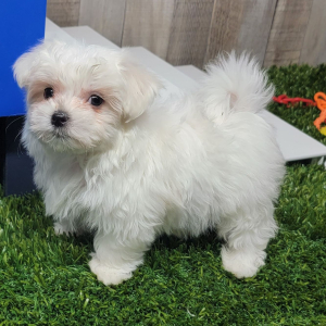 Maltese Puppy Phoenix
