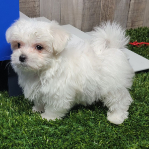 Maltese Puppy Phoenix