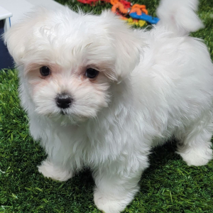 Maltese Puppy Phoenix
