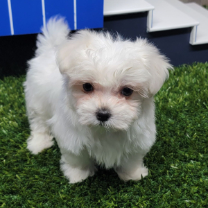 Maltese Puppy Phoenix