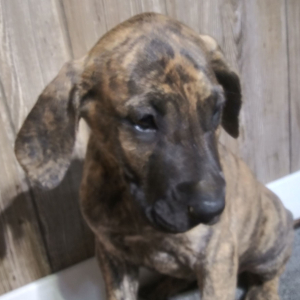 Great Dane Puppy Belle