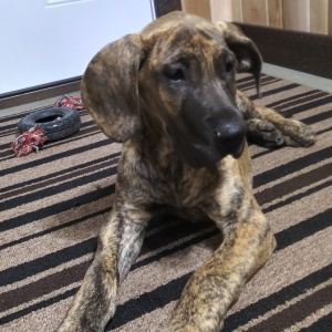 Great Dane Puppy Belle