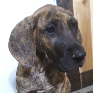 Great Dane Puppy Belle