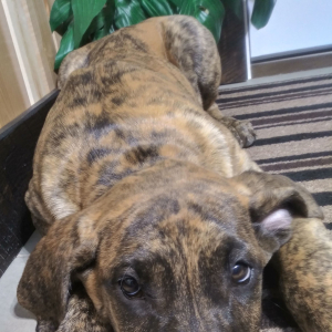 Great Dane Puppy Belle