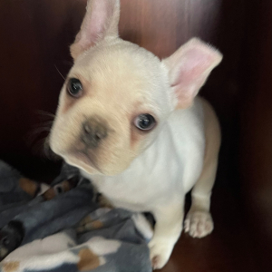 French Bulldog Puppy Tank