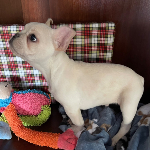French Bulldog Puppy Tank
