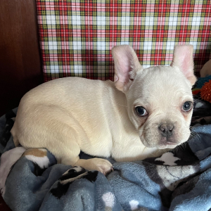 French Bulldog Puppy Tank