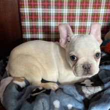 French Bulldog Puppy Tank