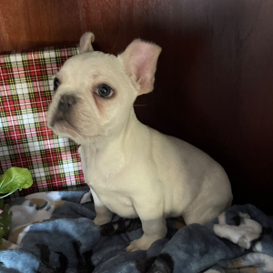French Bulldog Puppy Tank
