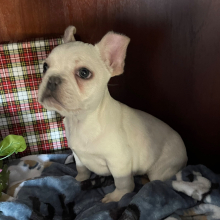 French Bulldog Puppy Tank