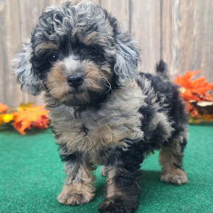 Poodle Puppy Biscuit