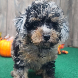 Poodle Puppy Biscuit
